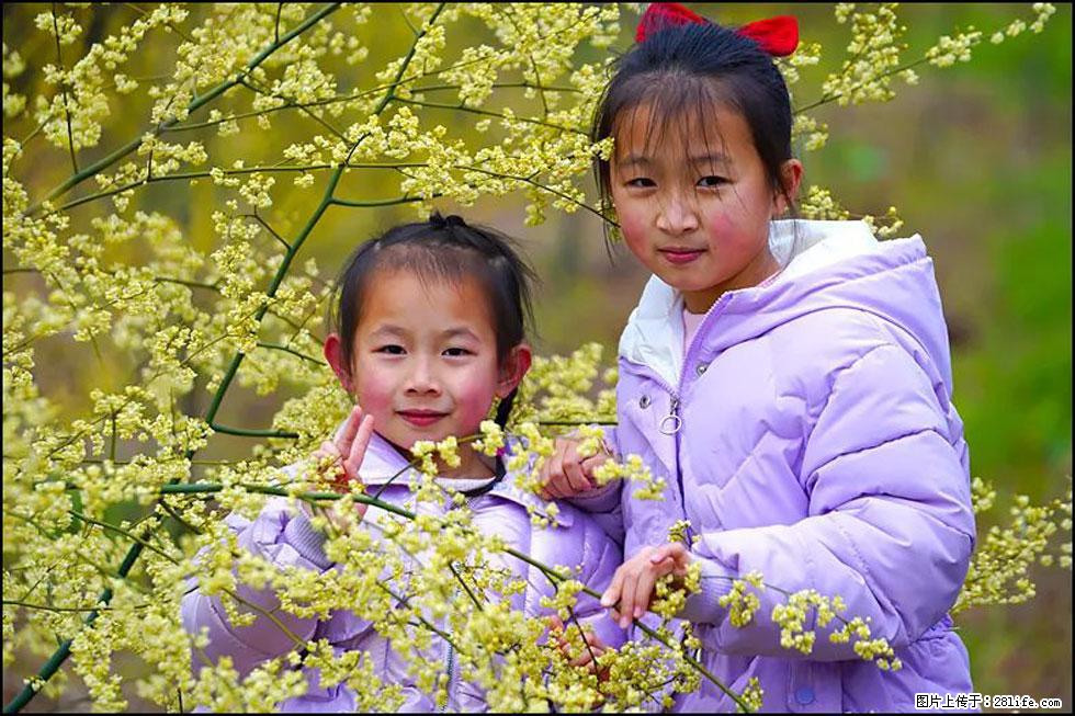 【春天,广西桂林灌阳县向您发出邀请!】米珠山前有片山苍子花在飘香 - 游山玩水 - 保定生活社区 - 保定28生活网 bd.28life.com