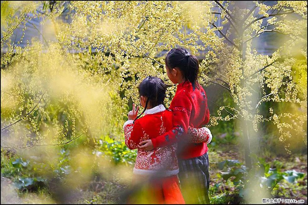 【春天,广西桂林灌阳县向您发出邀请!】米珠山前有片山苍子花在飘香 - 游山玩水 - 保定生活社区 - 保定28生活网 bd.28life.com