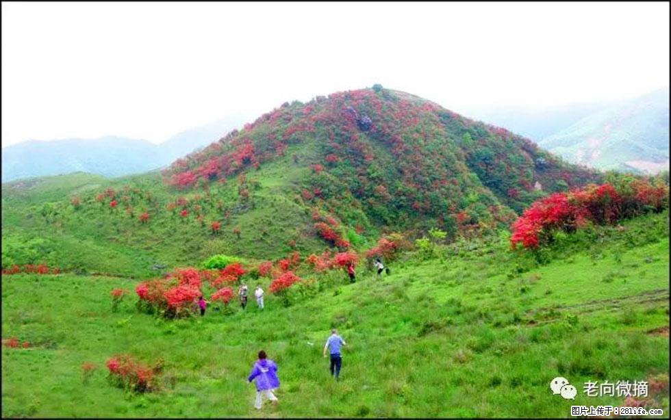 【春天,广西桂林灌阳县向您发出邀请!】宝盖山上映山红 - 游山玩水 - 保定生活社区 - 保定28生活网 bd.28life.com