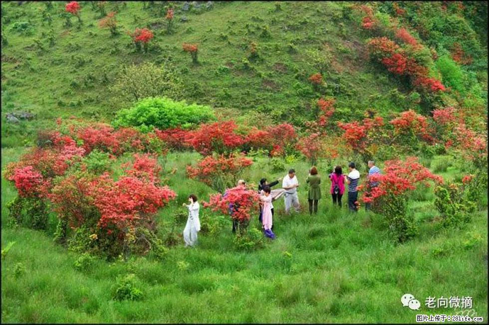 【春天,广西桂林灌阳县向您发出邀请!】宝盖山上映山红 - 游山玩水 - 保定生活社区 - 保定28生活网 bd.28life.com