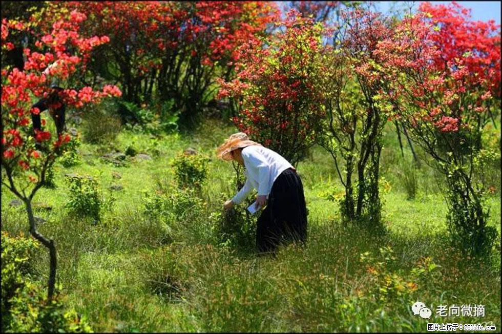 【春天,广西桂林灌阳县向您发出邀请!】宝盖山上映山红 - 游山玩水 - 保定生活社区 - 保定28生活网 bd.28life.com