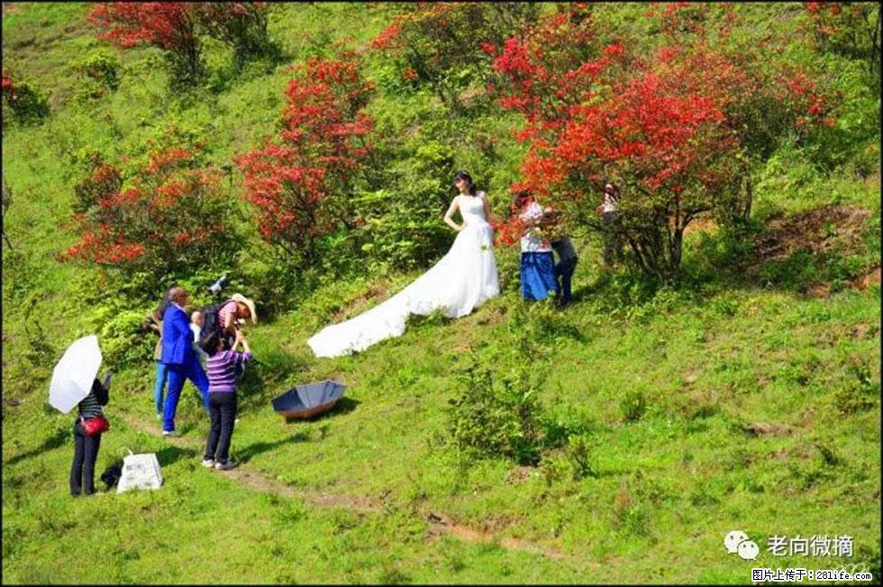 【春天,广西桂林灌阳县向您发出邀请!】宝盖山上映山红 - 游山玩水 - 保定生活社区 - 保定28生活网 bd.28life.com