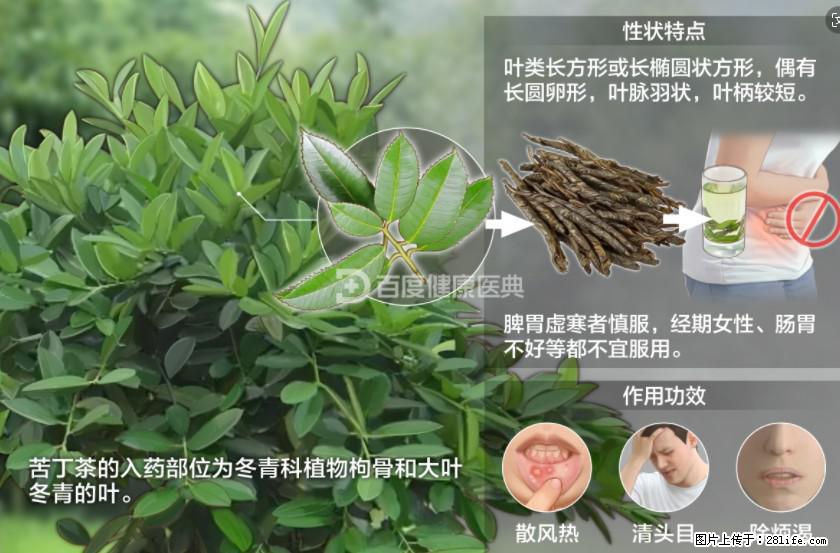 苦丁茶有哪些功效和作用 - 生活百科 - 保定生活社区 - 保定28生活网 bd.28life.com