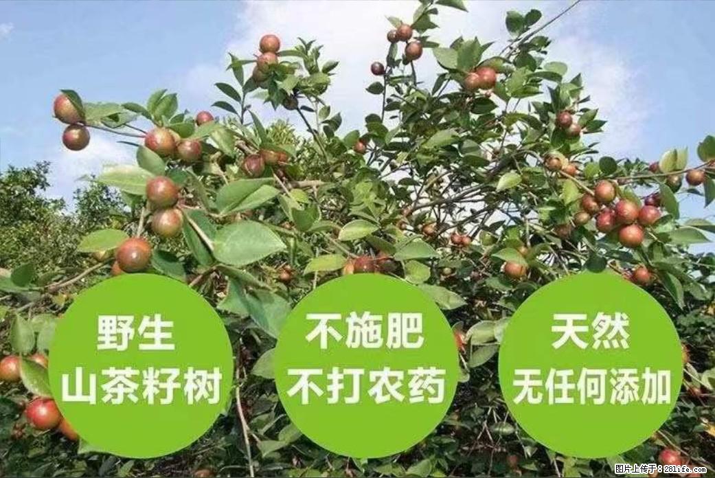 【灌阳县油茶产业示范区】一个有着充实的精神生活的人,对待身外之物自会有一种淡泊的态度 - 土特产 - 饮食特产 - 保定分类信息 - 保定28生活网 bd.28life.com
