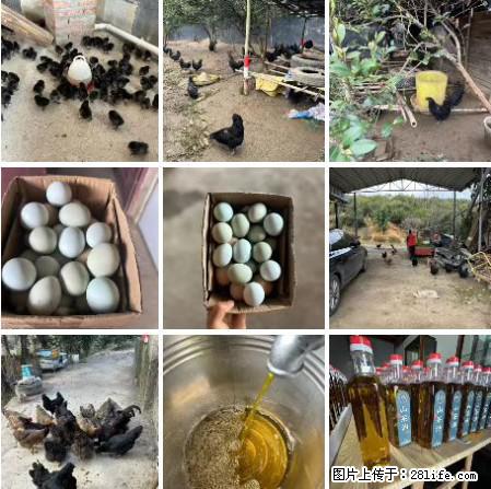油茶园从小鸡仔开始养起的纯土鸡、土鸡蛋可以预定啦!还有前几天刚榨的纯山茶油哦 - 土特产 - 饮食特产 - 保定分类信息 - 保定28生活网 bd.28life.com