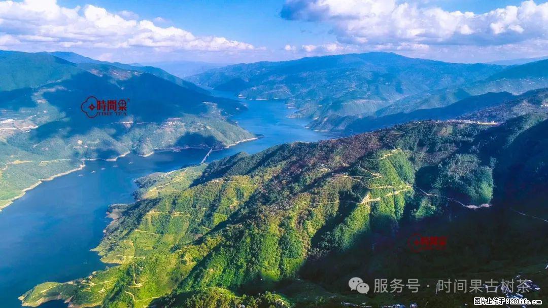 时间果百年古树龙珠普洱生茶 - 购物交流 - 保定生活社区 - 保定28生活网 bd.28life.com