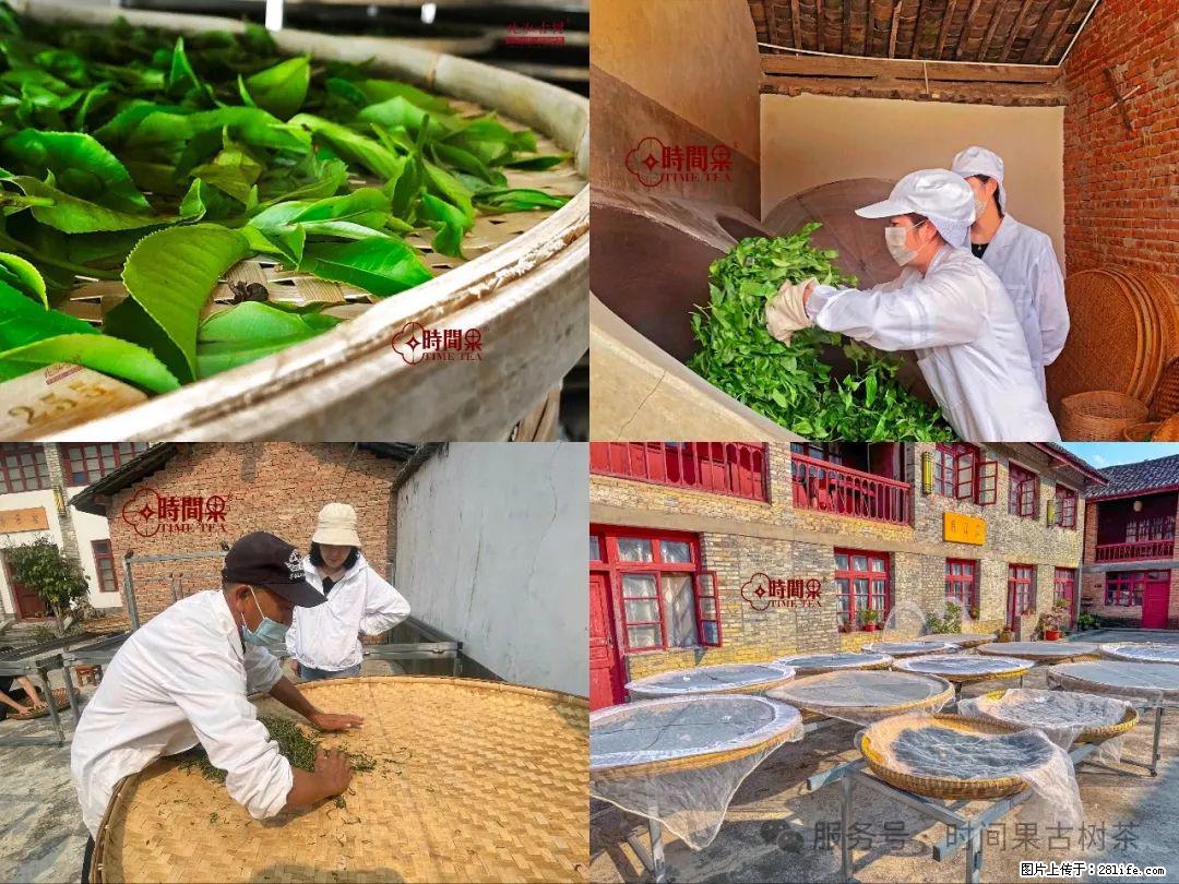时间果百年古树龙珠普洱生茶 - 购物交流 - 保定生活社区 - 保定28生活网 bd.28life.com