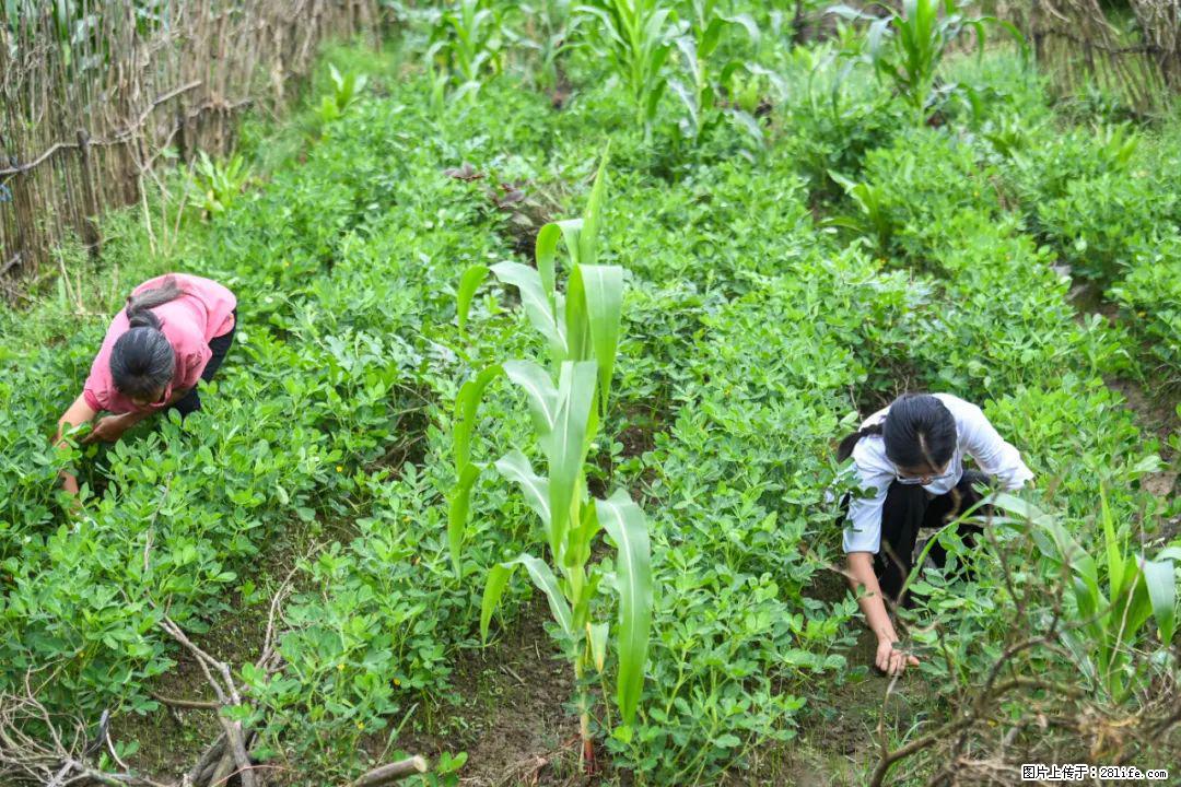 全网追的“扁担女孩”，找了一份暑假工，时薪12元 - 保定生活资讯 - 保定28生活网 bd.28life.com