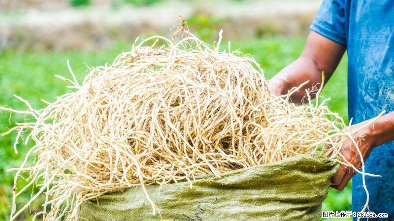 堪称“最难吃”的蔬菜，却是 “抗辐射神器”，还能护肺、清热、止咳化痰！ - 保定生活资讯 - 保定28生活网 bd.28life.com