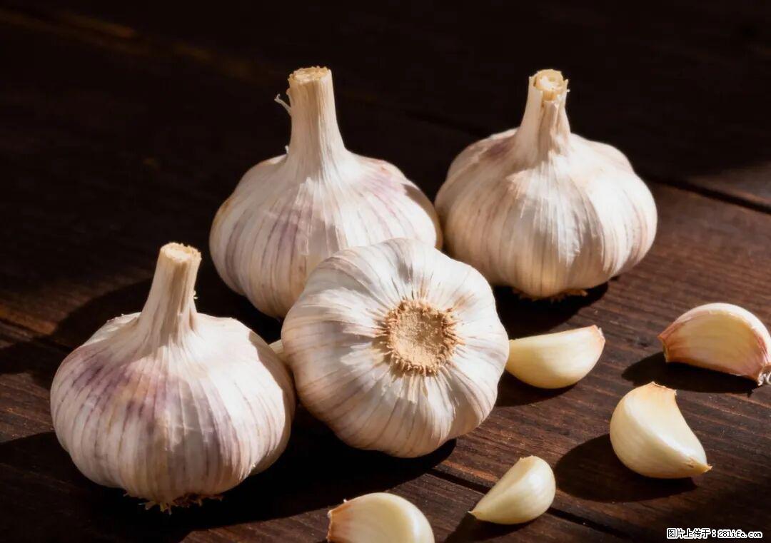 关于大蒜，除了“天然抗生素”，这4个谣言更该警惕! - 保定生活资讯 - 保定28生活网 bd.28life.com