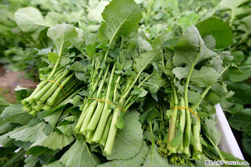 这些蔬菜是“天然钙片”，这6种被医生重点推荐 - 保定生活资讯 - 保定28生活网 bd.28life.com